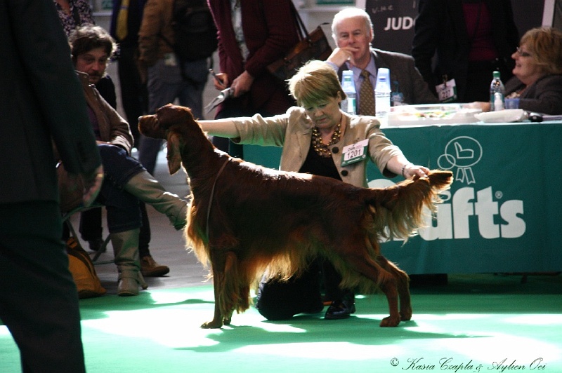 Crufts2011 413.jpg